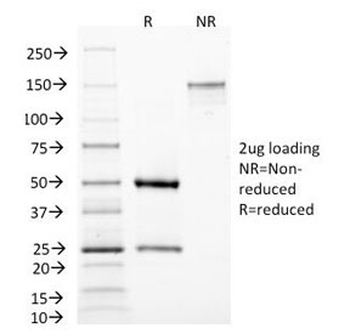 MAML3 Antibody