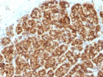 MAML2 Antibody