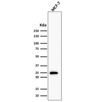 Bcl-2 Antibody