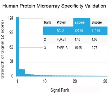 Bcl-2 Antibody