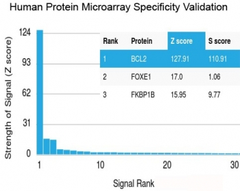 Bcl-2 Antibody