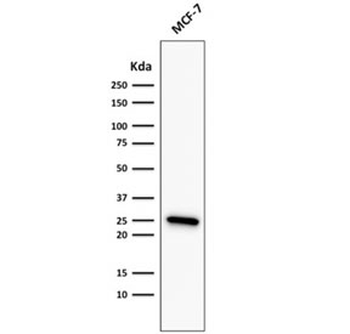 Bcl-2 Antibody