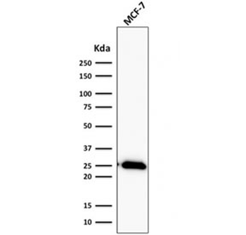 Bcl-2 Antibody