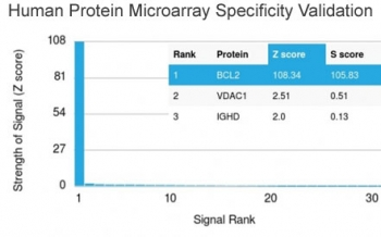 Bcl-2 Antibody