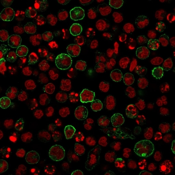 CD86 Antibody