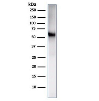 CD86 Antibody
