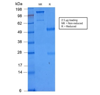 CD86 Antibody