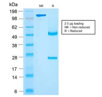CD27 Antibody