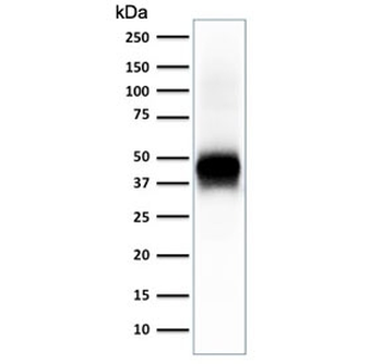 EpCAM Antibody / Extracellular domain