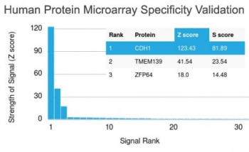 E-Cadherin Antibody / CDH1