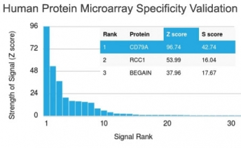 CD79a Antibody
