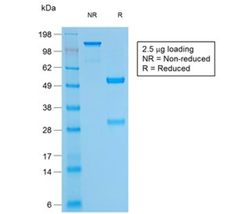 CD79a Antibody