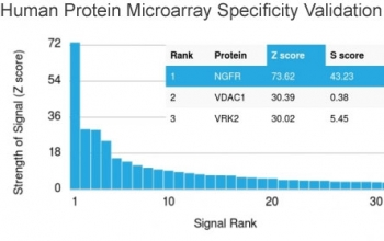NGF Receptor Antibody / p75NTR / CD271