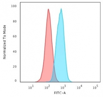Beta Catenin Antibody