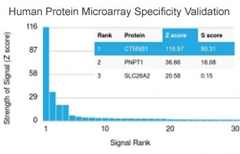 Beta Catenin Antibody