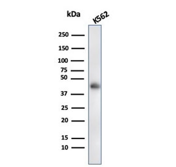 Glycophorin A Antibody