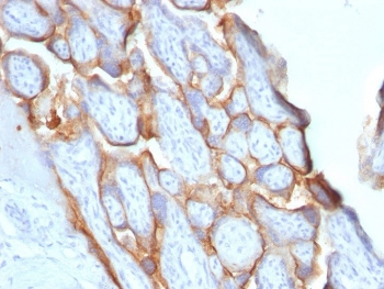 Recombinant HCG-beta Antibody / Rabbit Monoclonal