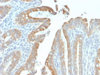 KRT19 Antibody / Cytokeratin 19