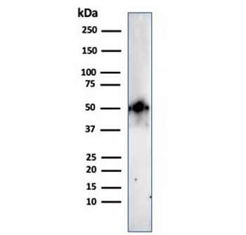FOXA1 Antibody