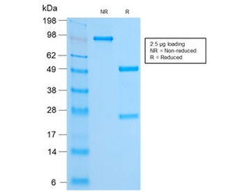 FOXA1 Antibody