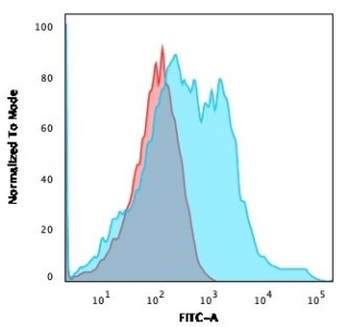 Neurofilament Antibody (-Heavy) / NF-H / NEFH
