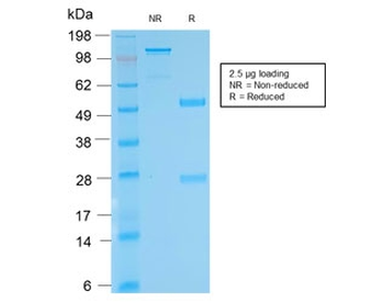Biotin / Vitamin B7 / Vitamin H Antibody