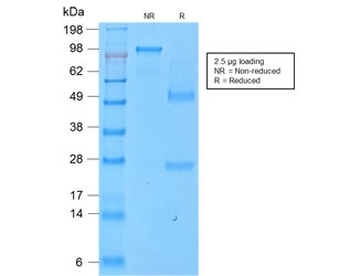 CD43 Antibody