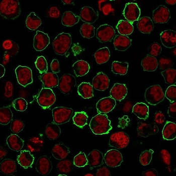 CD43 Antibody