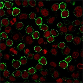 CD43 Antibody