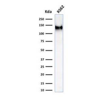 CD43 Antibody