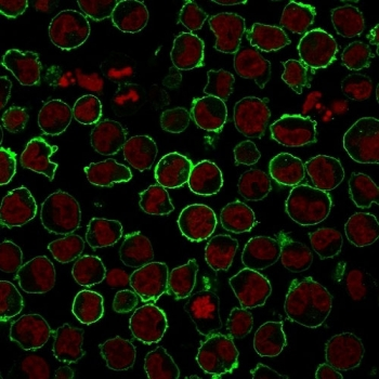 CD43 Antibody