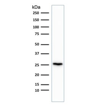 PGP9.5 / UchL1 Antibody