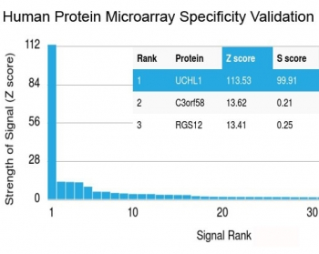 PGP9.5 / UchL1 Antibody