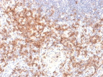 CD27 Antibody