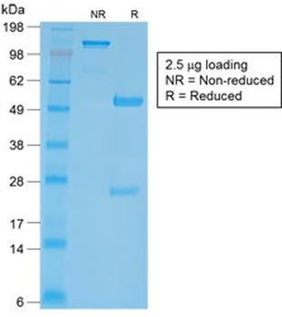 CD27 Antibody