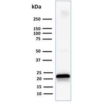 CD3 epsilon Antibody
