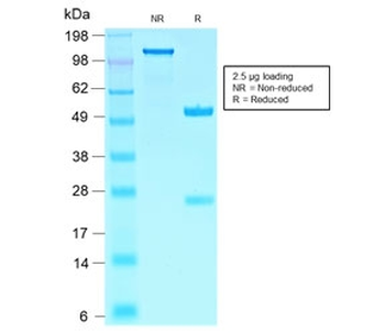 SOX10 Antibody