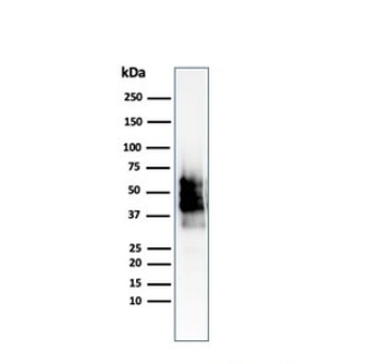 SOX10 Antibody
