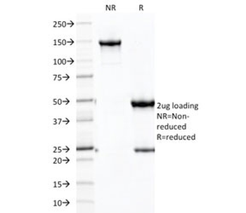 Cadherin 16 Antibody