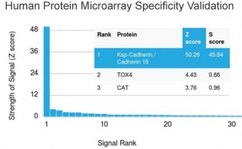 Cadherin 16 Antibody