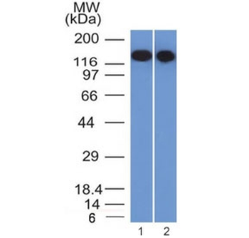 CD22 Antibody