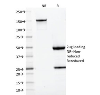 CD22 Antibody