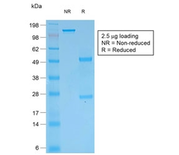 Multi Cytokeratin Antibody