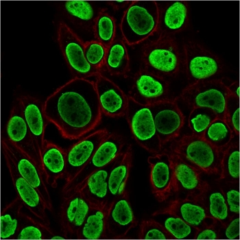 Histone H1 Antibody