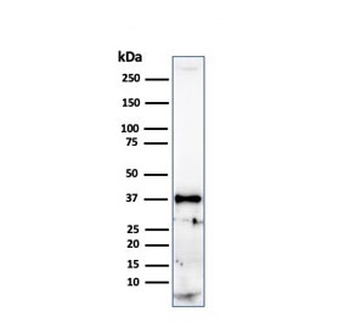 Histone H1 Antibody