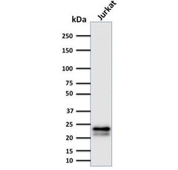 CD3 epsilon Antibody