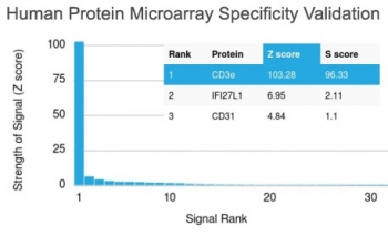 CD3 epsilon Antibody