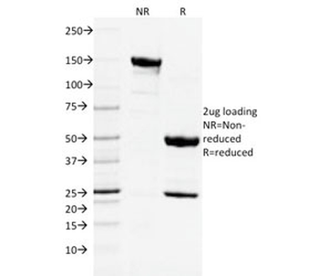 CD3 epsilon Antibody