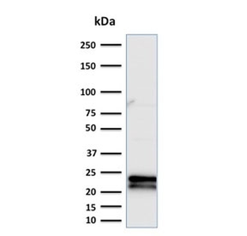 CD3 epsilon Antibody