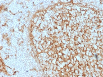 CD14 Antibody (Macrophage Marker)